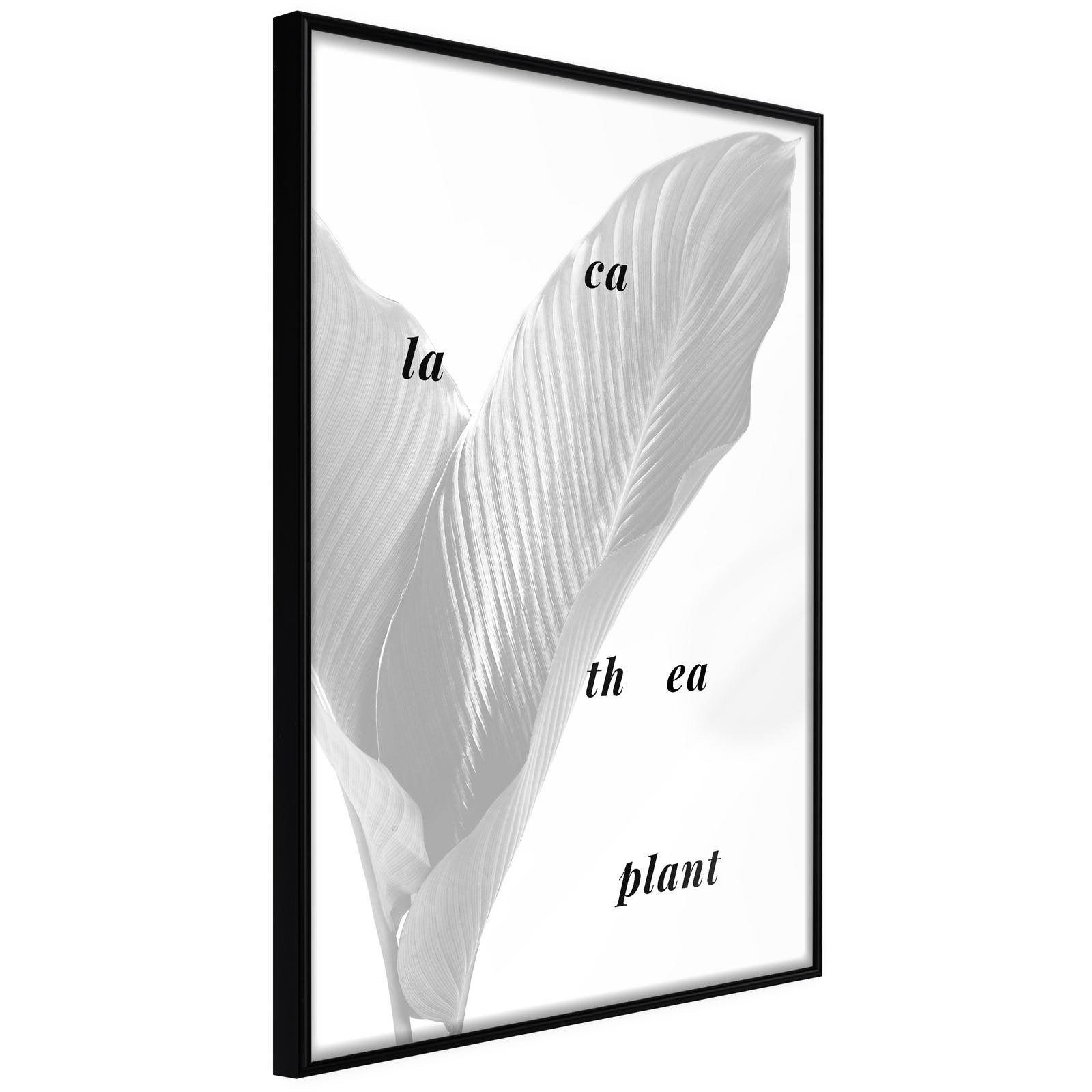 Läs mer om Inramad Poster / Tavla - Calathea Leaves - 30x45 Svart ram
