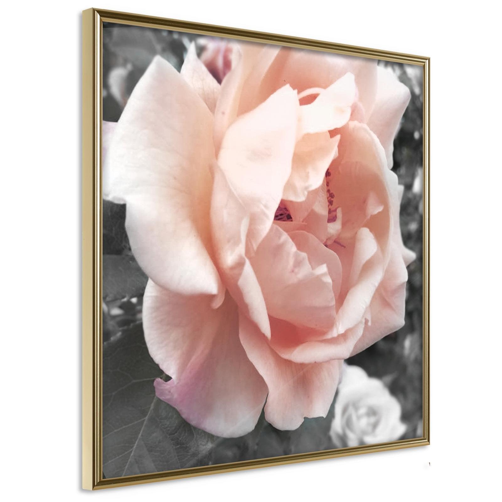Läs mer om Inramad Poster / Tavla - Delicate Rose - 50x50 Guldram