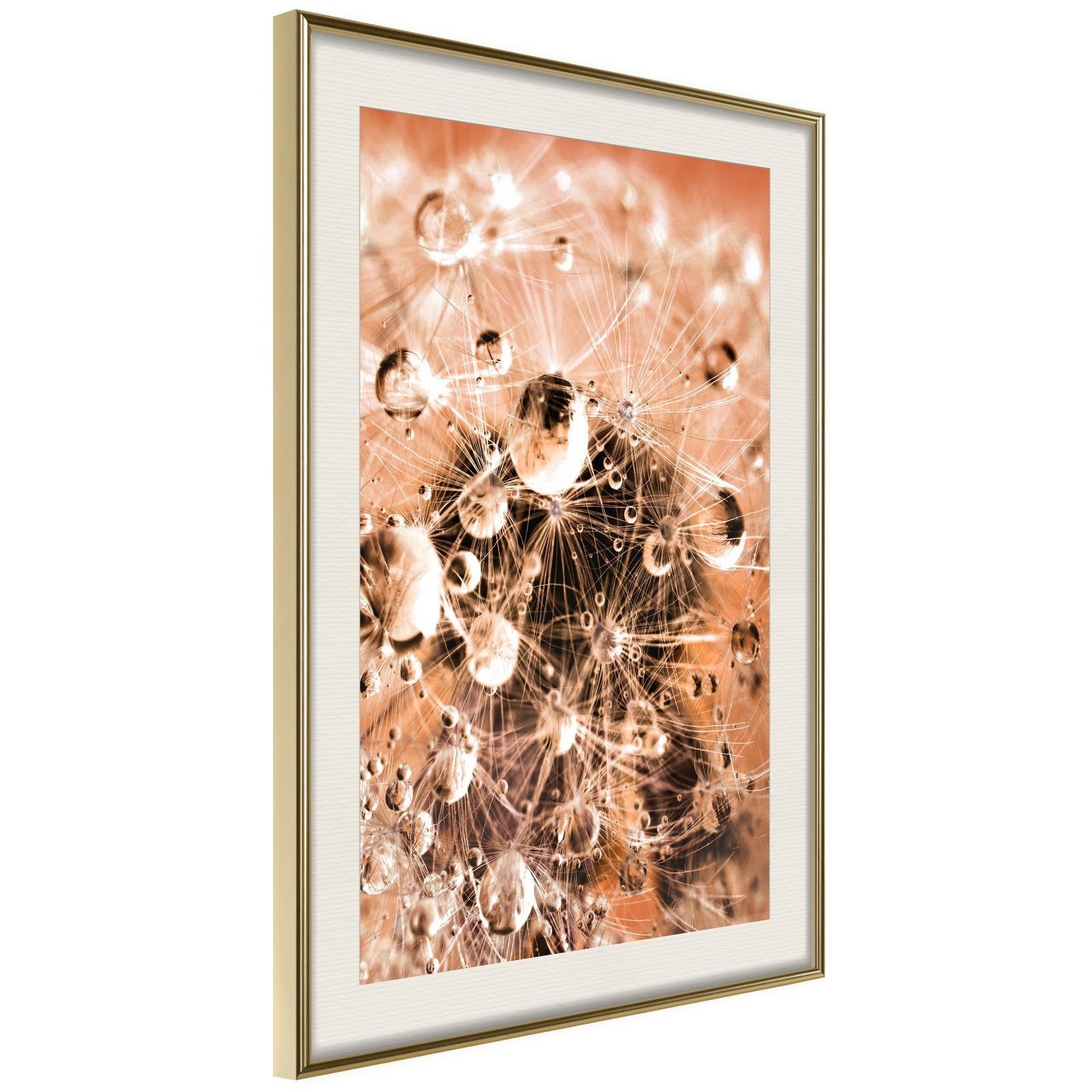 Inramad Poster / Tavla - Drops on Dandelion - 20x30 Guldram med passepartout
