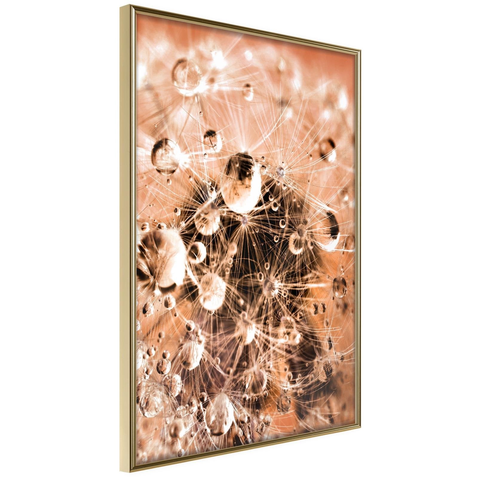 Inramad Poster / Tavla - Drops on Dandelion - 20x30 Guldram
