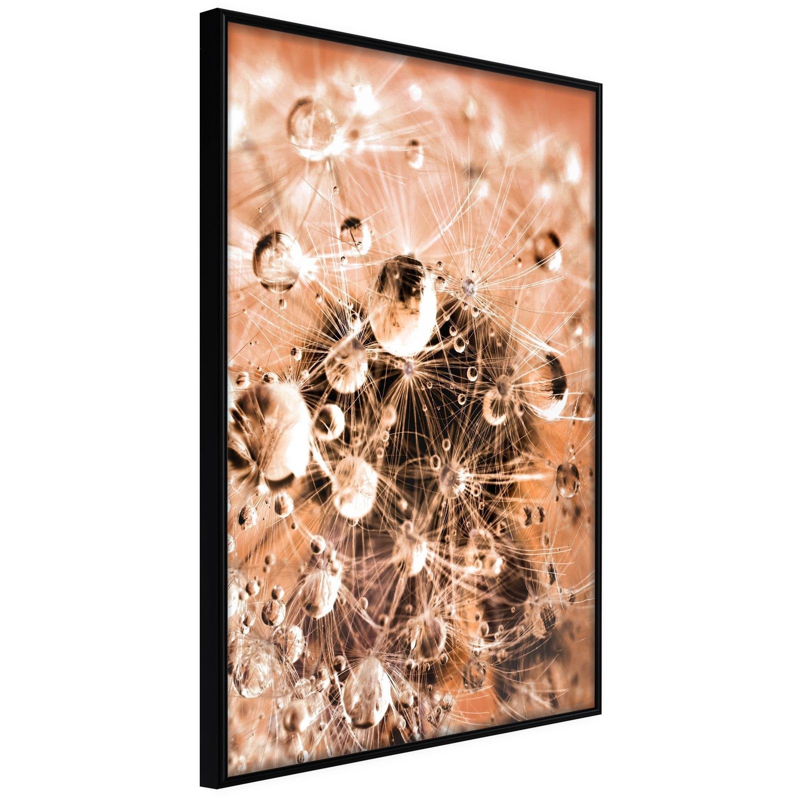 Inramad Poster / Tavla - Drops on Dandelion - 20x30 Svart ram