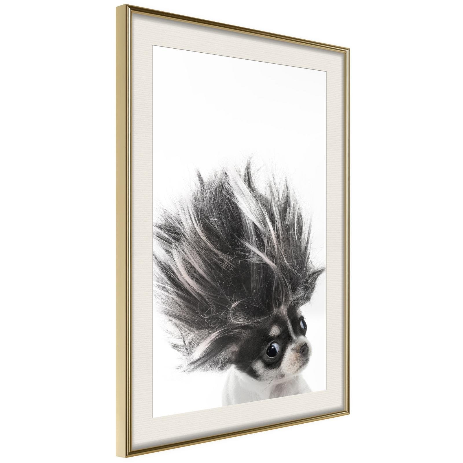 Inramad Poster / Tavla - Funny Chihuahua - 20x30 Svart ram