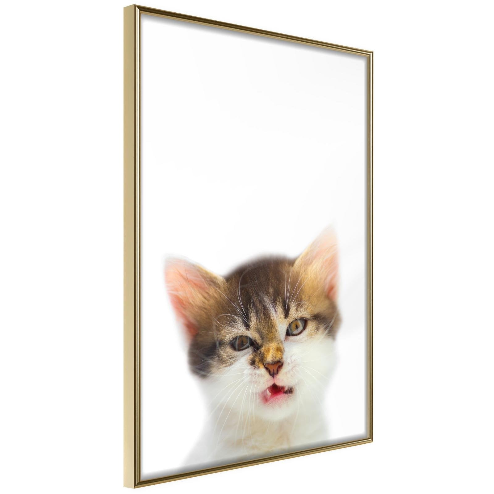 Läs mer om Inramad Poster / Tavla - Funny Kitten - 30x45 Guldram