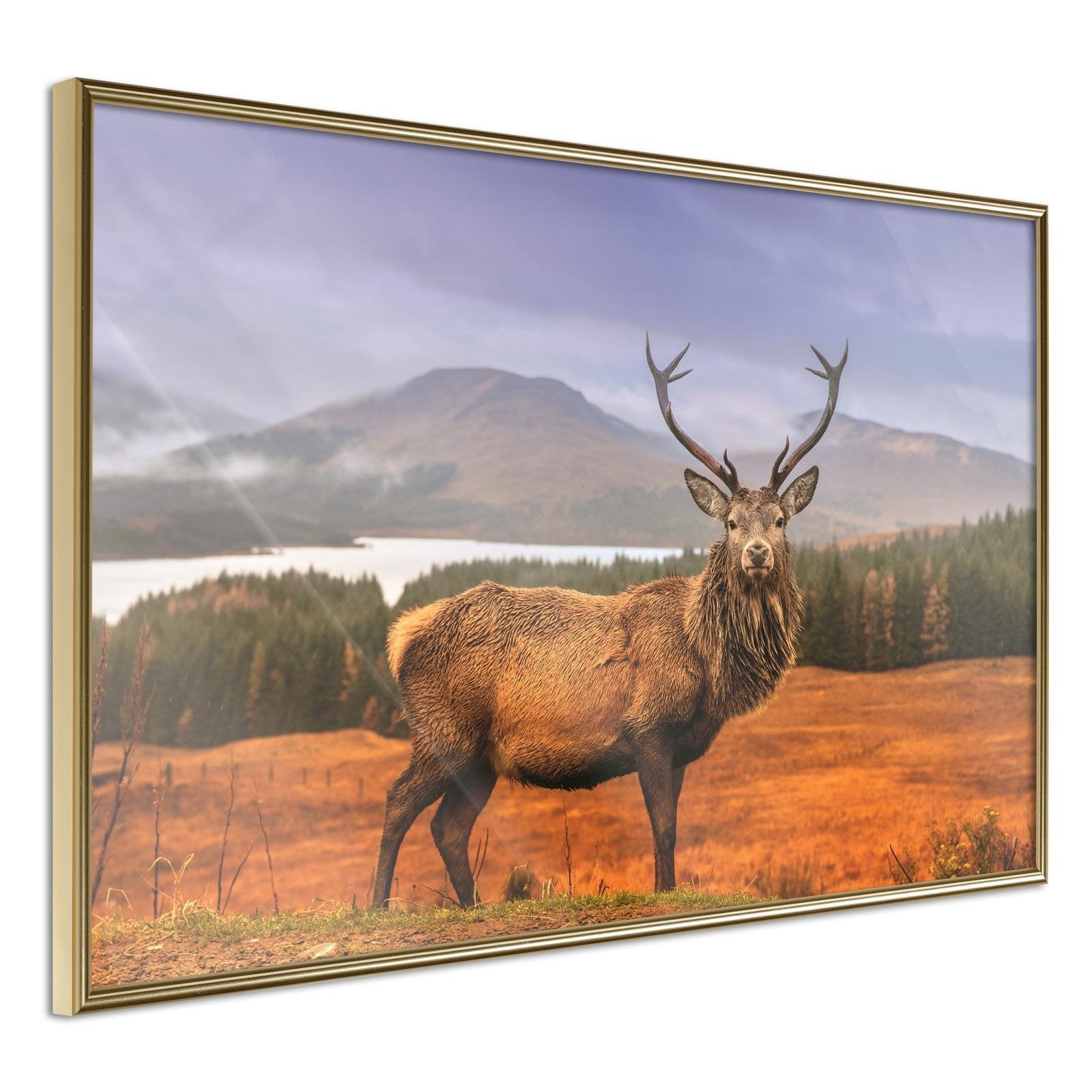 Läs mer om Inramad Poster / Tavla - Majestic Deer - 45x30 Guldram