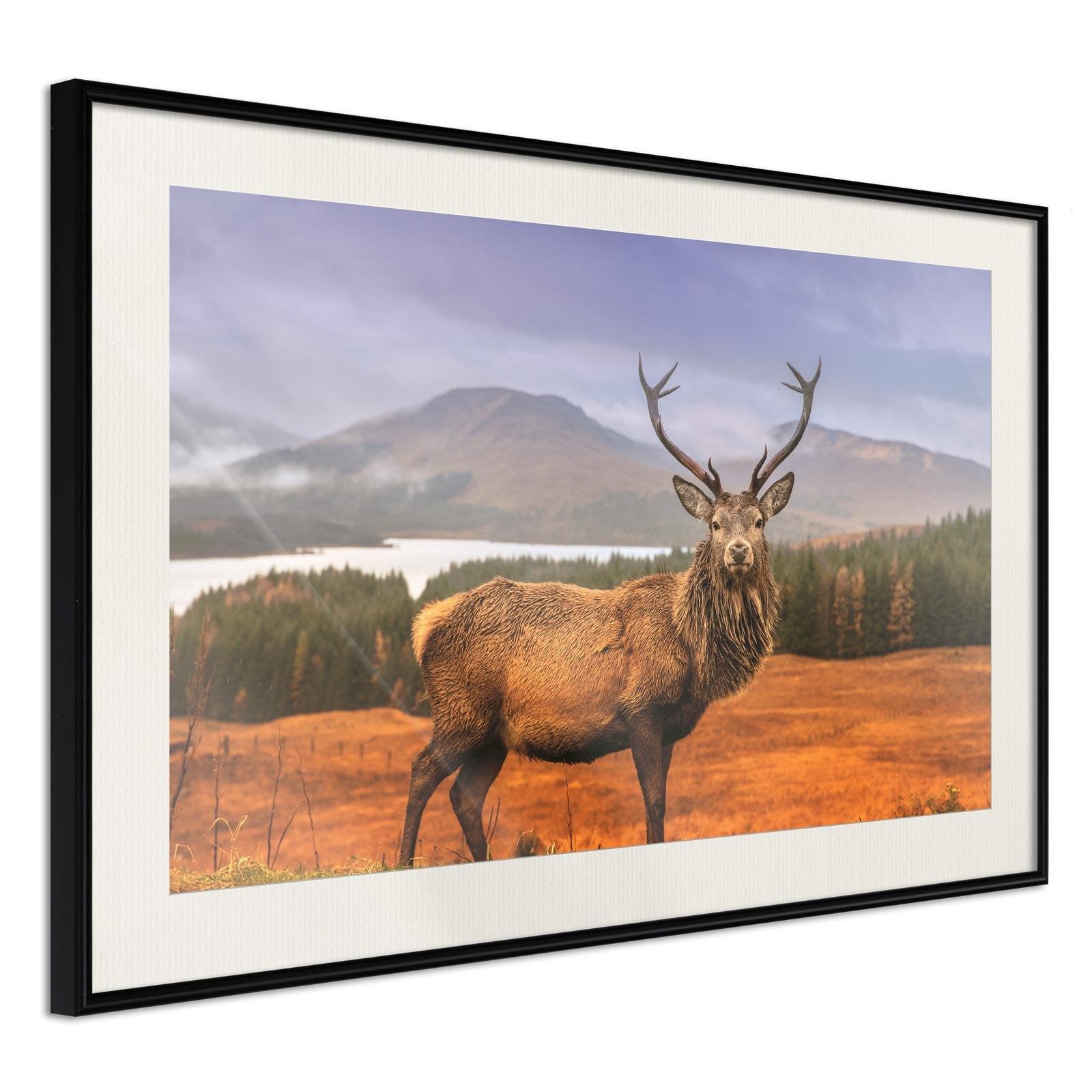 Läs mer om Inramad Poster / Tavla - Majestic Deer - 45x30 Svart ram med passepartout