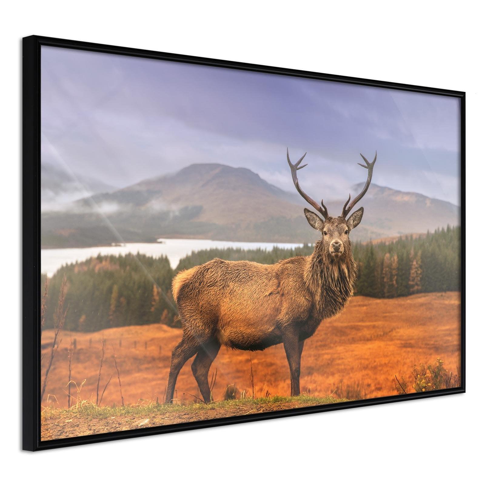 Inramad Poster / Tavla - Majestic Deer - 30x20 Svart ram