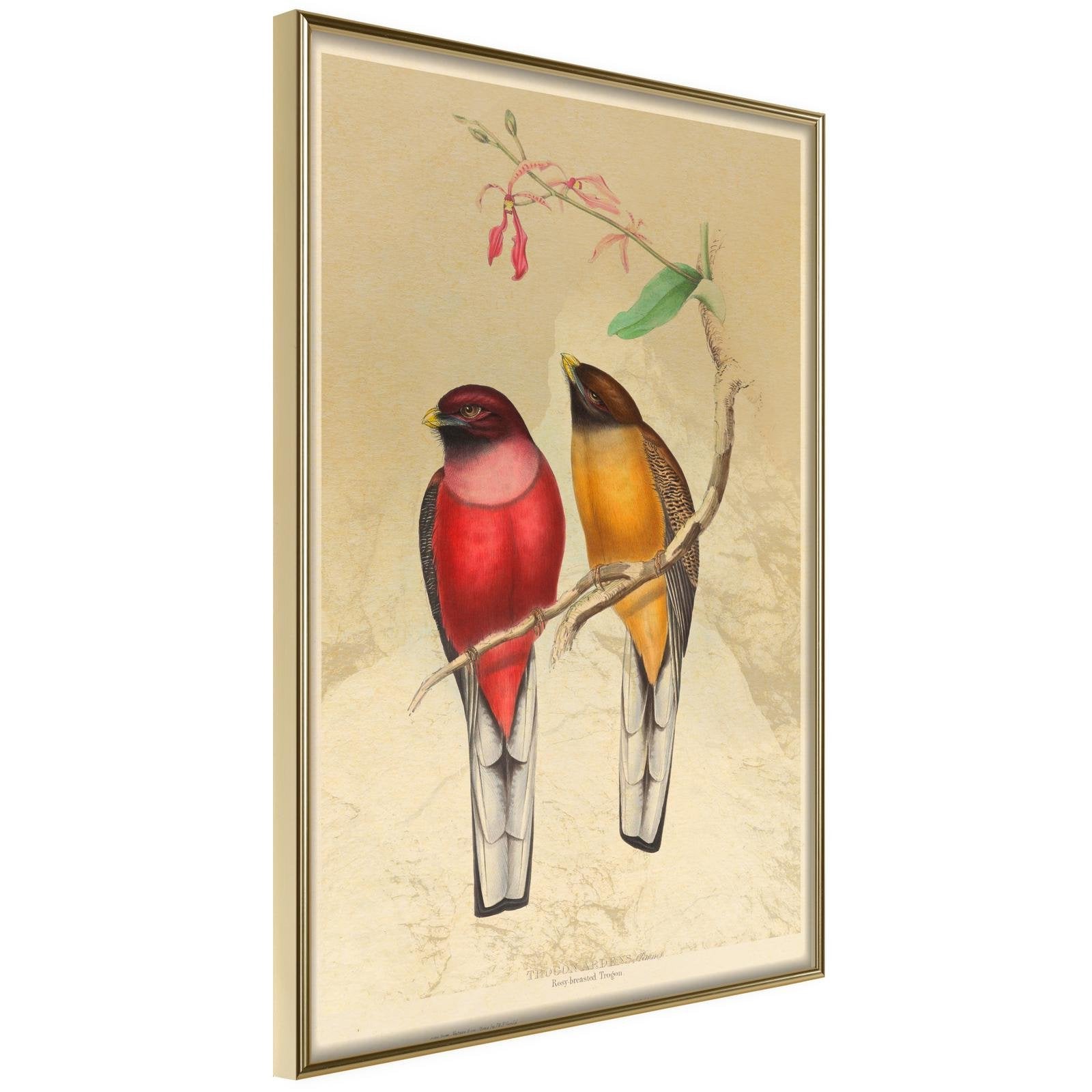 Läs mer om Inramad Poster / Tavla - Ornithologists Drawings - 30x45 Guldram