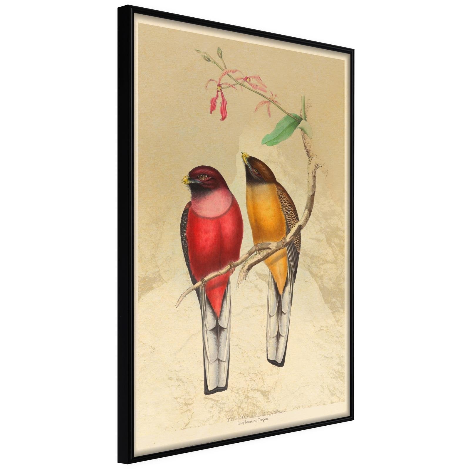 Inramad Poster / Tavla - Ornithologists Drawings - 20x30 Svart ram