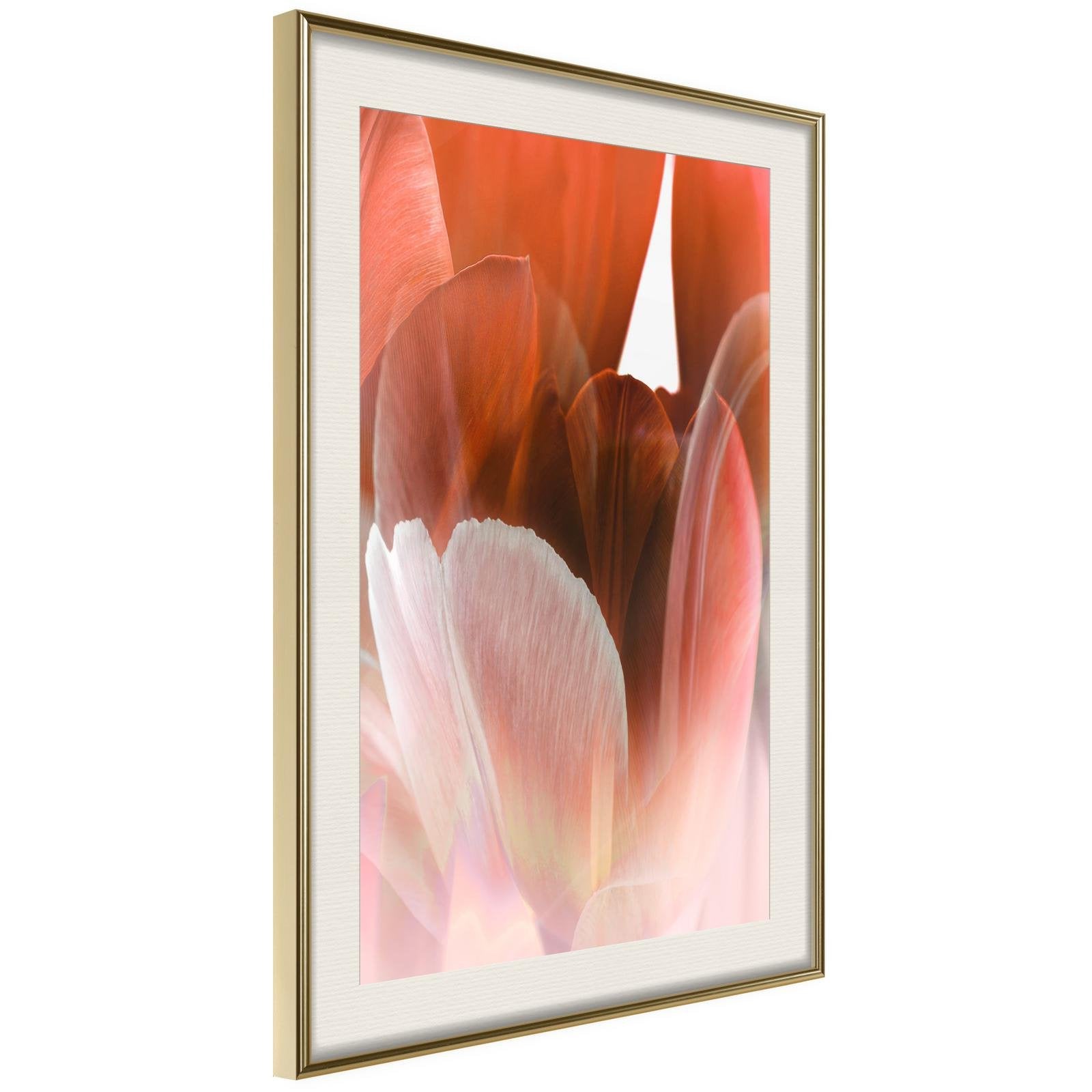 Inramad Poster / Tavla - Tulip Petals - 20x30 Guldram med passepartout