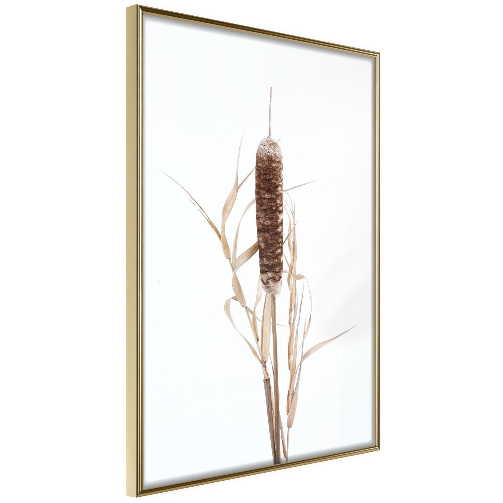 Inramad Poster / Tavla - Typha - 30x45 Guldram