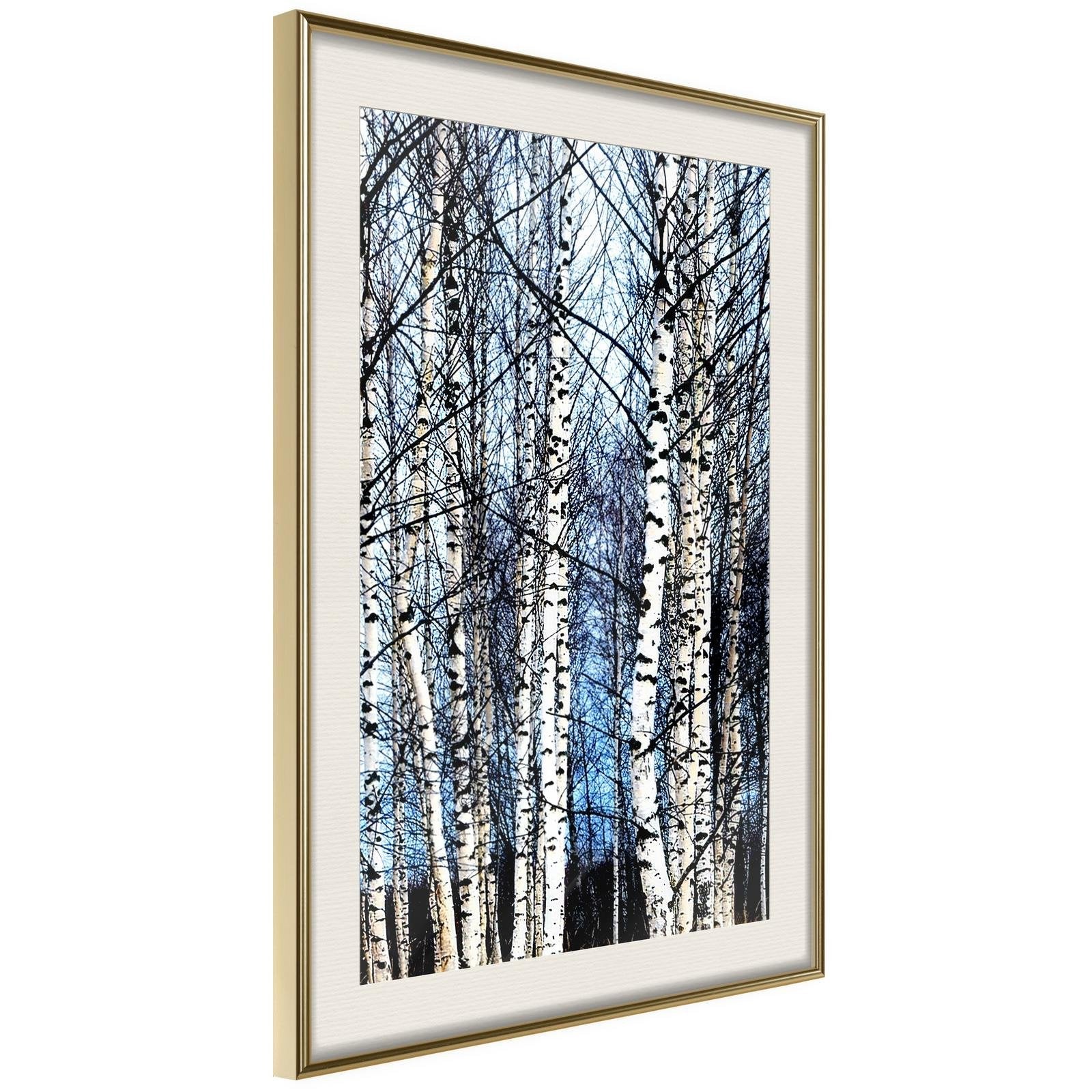 Läs mer om Inramad Poster / Tavla - Winter Birch Trees - 30x45 Guldram med passepartout