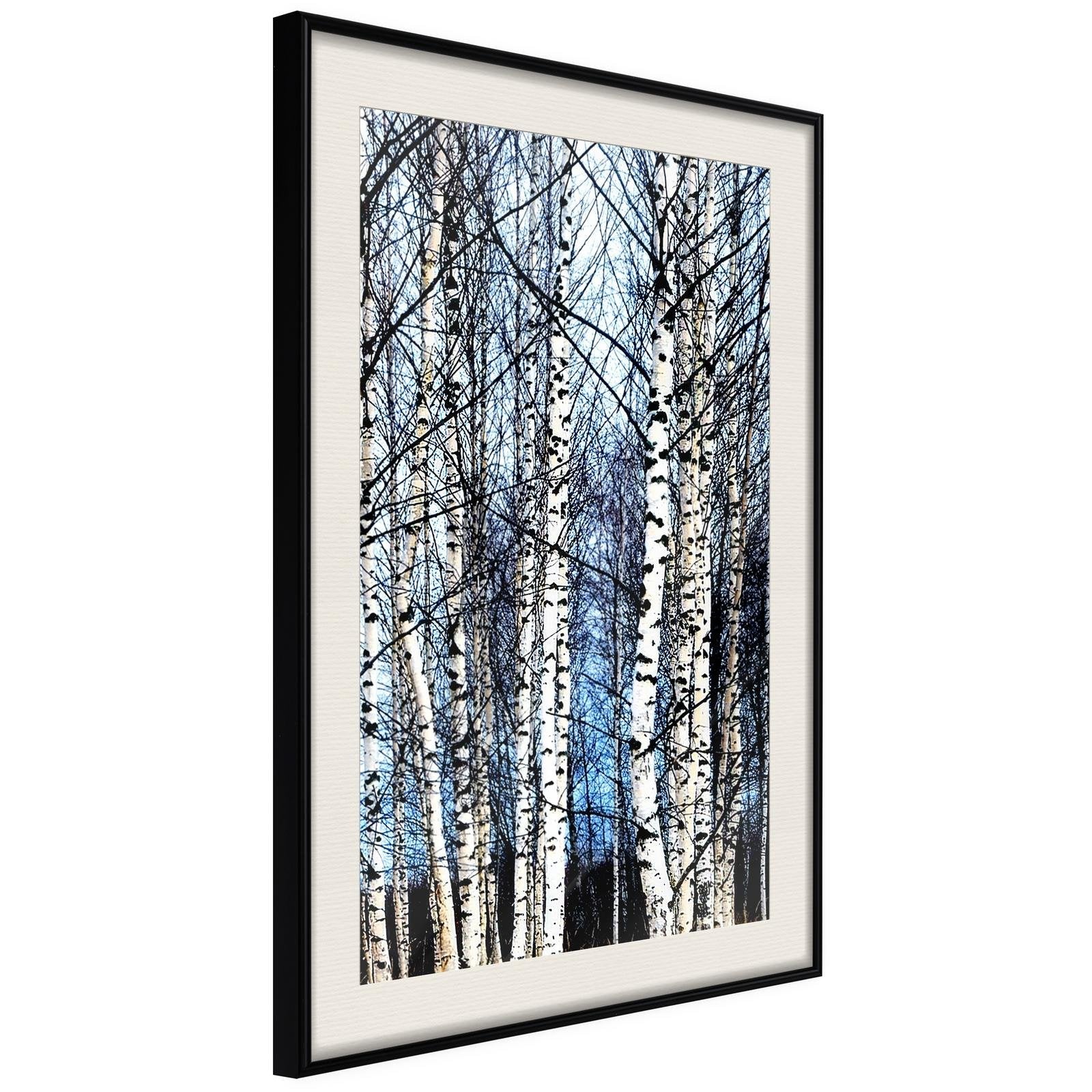Läs mer om Inramad Poster / Tavla - Winter Birch Trees - 40x60 Svart ram med passepartout