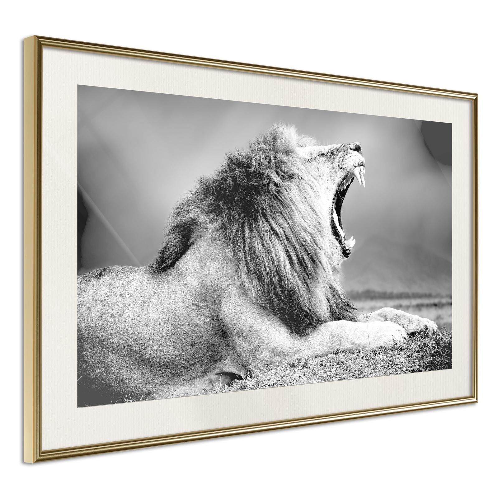 Läs mer om Inramad Poster / Tavla - Yawning Lion - 90x60 Guldram med passepartout