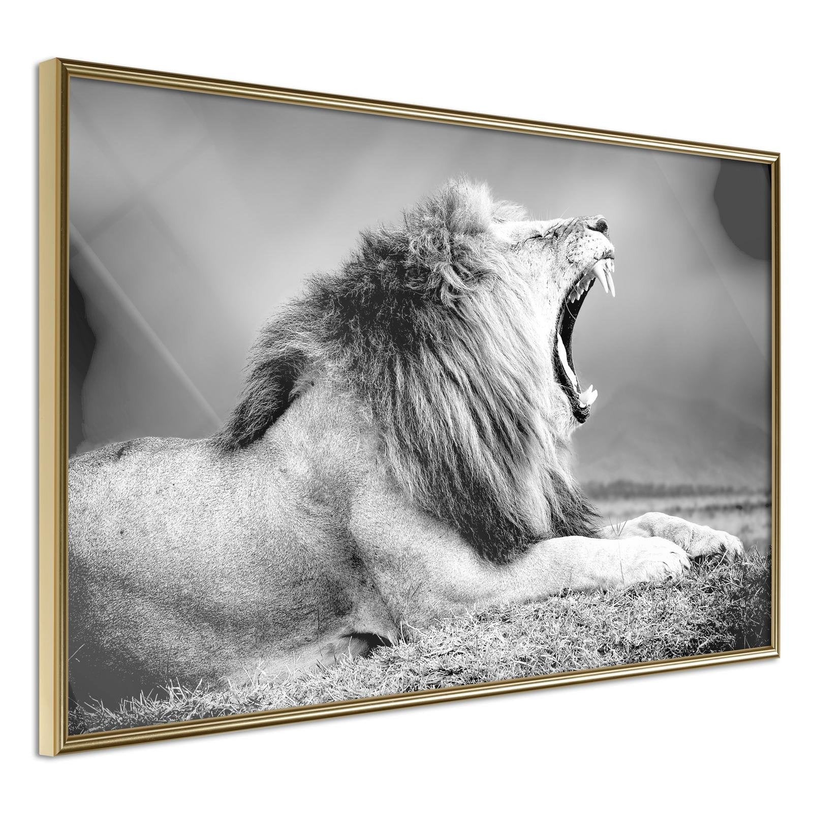 Läs mer om Inramad Poster / Tavla - Yawning Lion - 90x60 Guldram