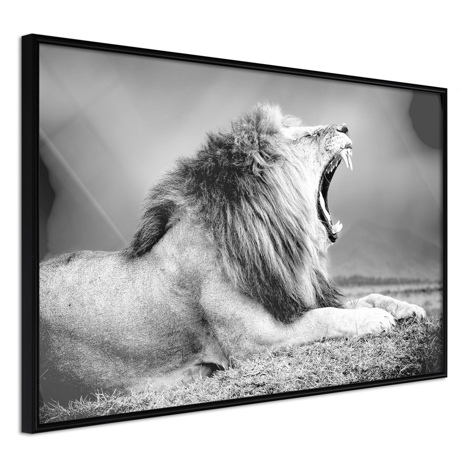 Läs mer om Inramad Poster / Tavla - Yawning Lion - 90x60 Svart ram