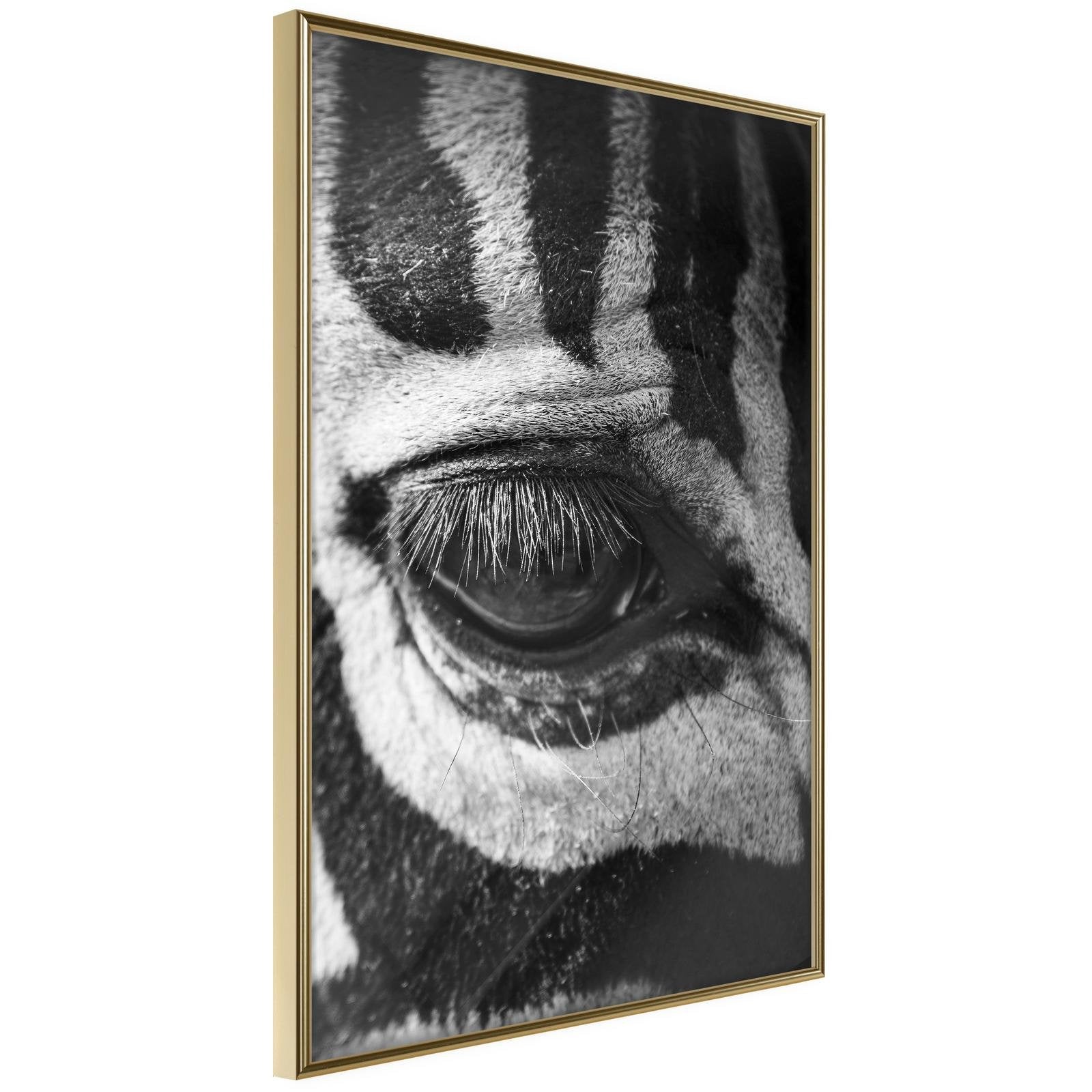 Läs mer om Inramad Poster / Tavla - Zebra Is Watching You - 30x45 Guldram