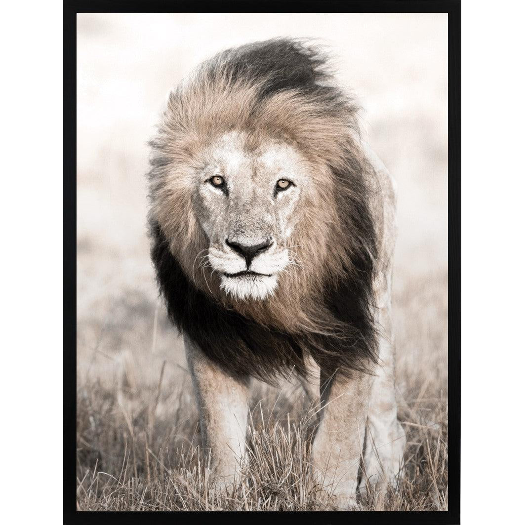 Nature Lion Face Poster 50x70 cm