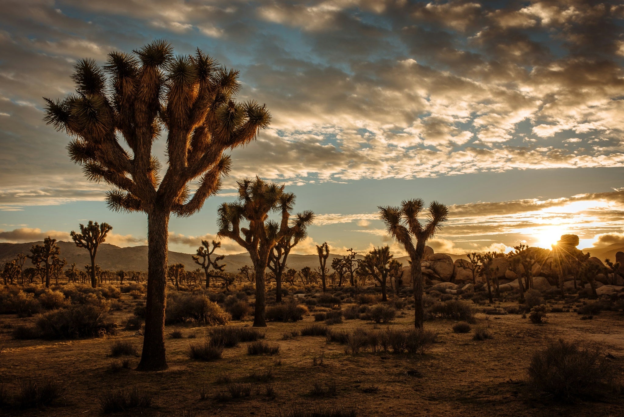 07 Joshua Tree National Park