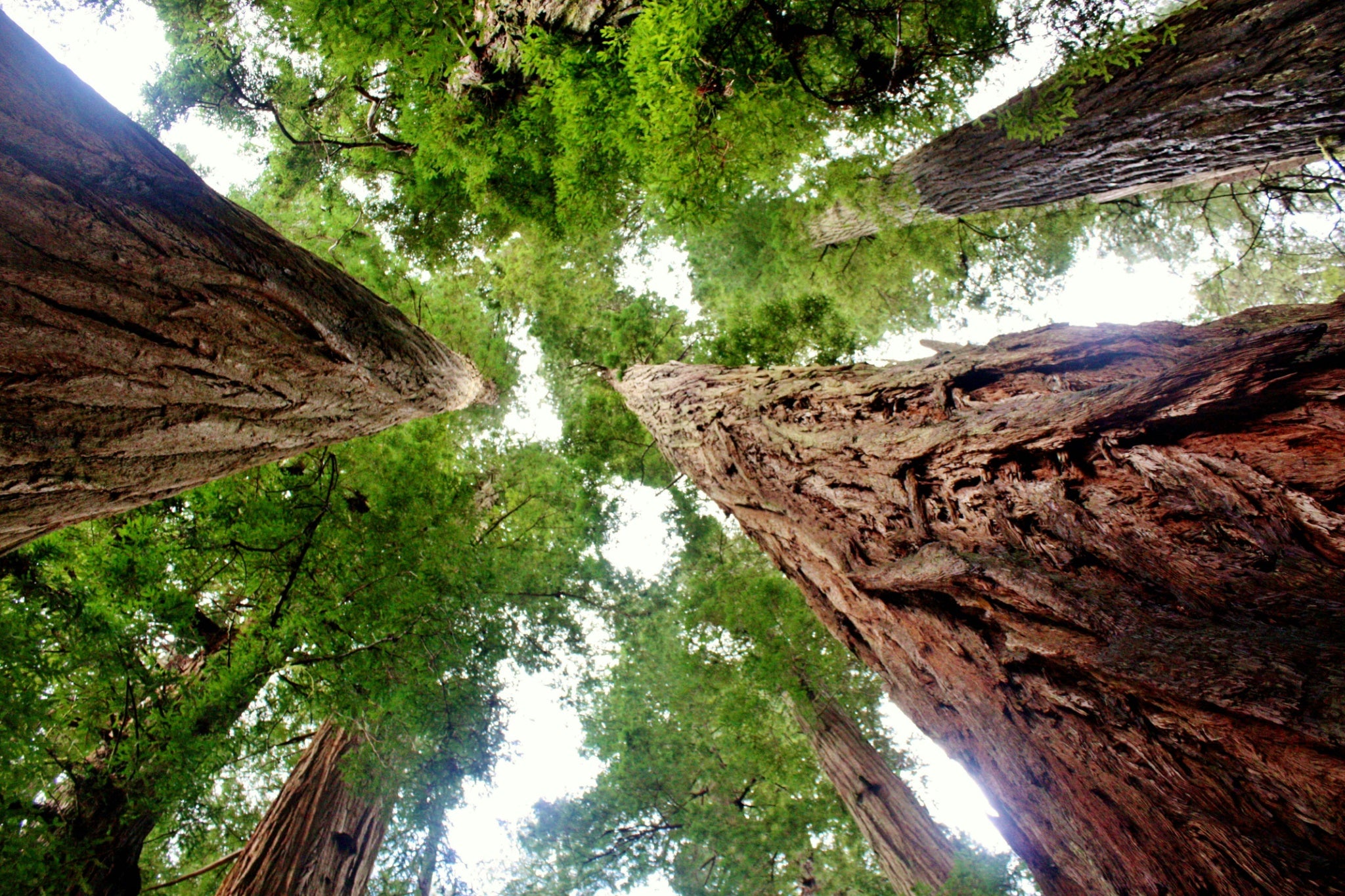 11 Redwood National and State Parks.jpg__PID:a0c9b16d-1c27-45d6-833e-190274b53995