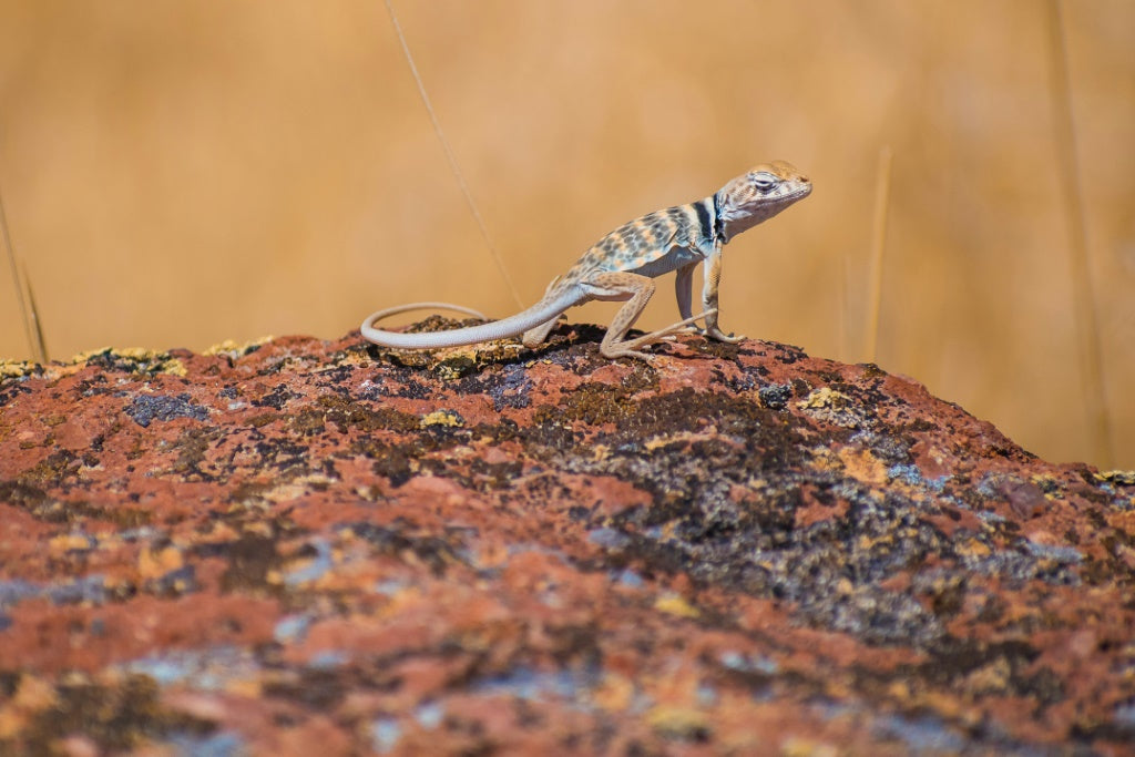 20 Great Basin National Park 02.jpg__PID:02e4ae67-2eae-4242-a899-b89617df3b0f