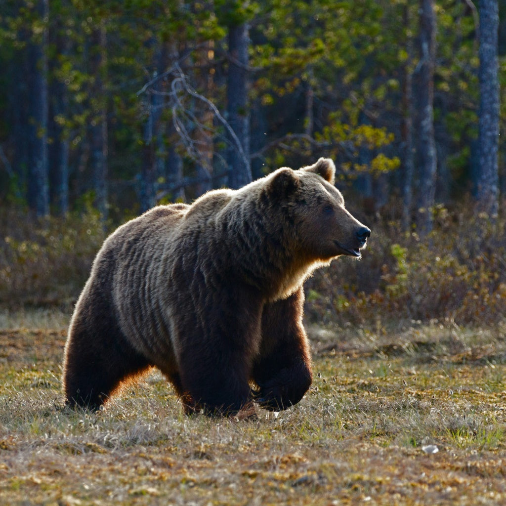 How to Prepare for a Visit to a US National Park