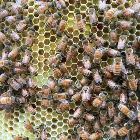 Honeybees on Honey Frame with Pollen in Cells