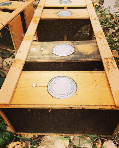 bee packages getting ready to go into the hive 