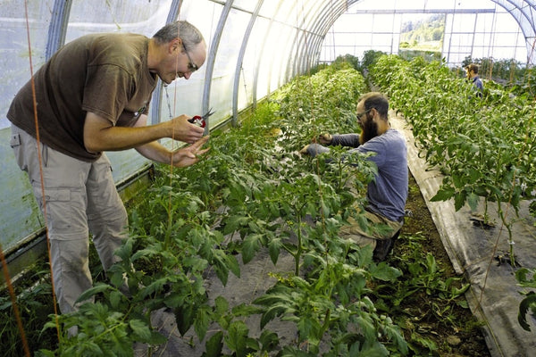 Farming mentorship for indoor farms
