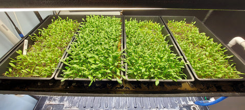 Re-Nuble ReNu Terra Mat Spinach Trial