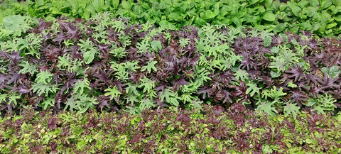 Microgreen mats grow media indoor farming