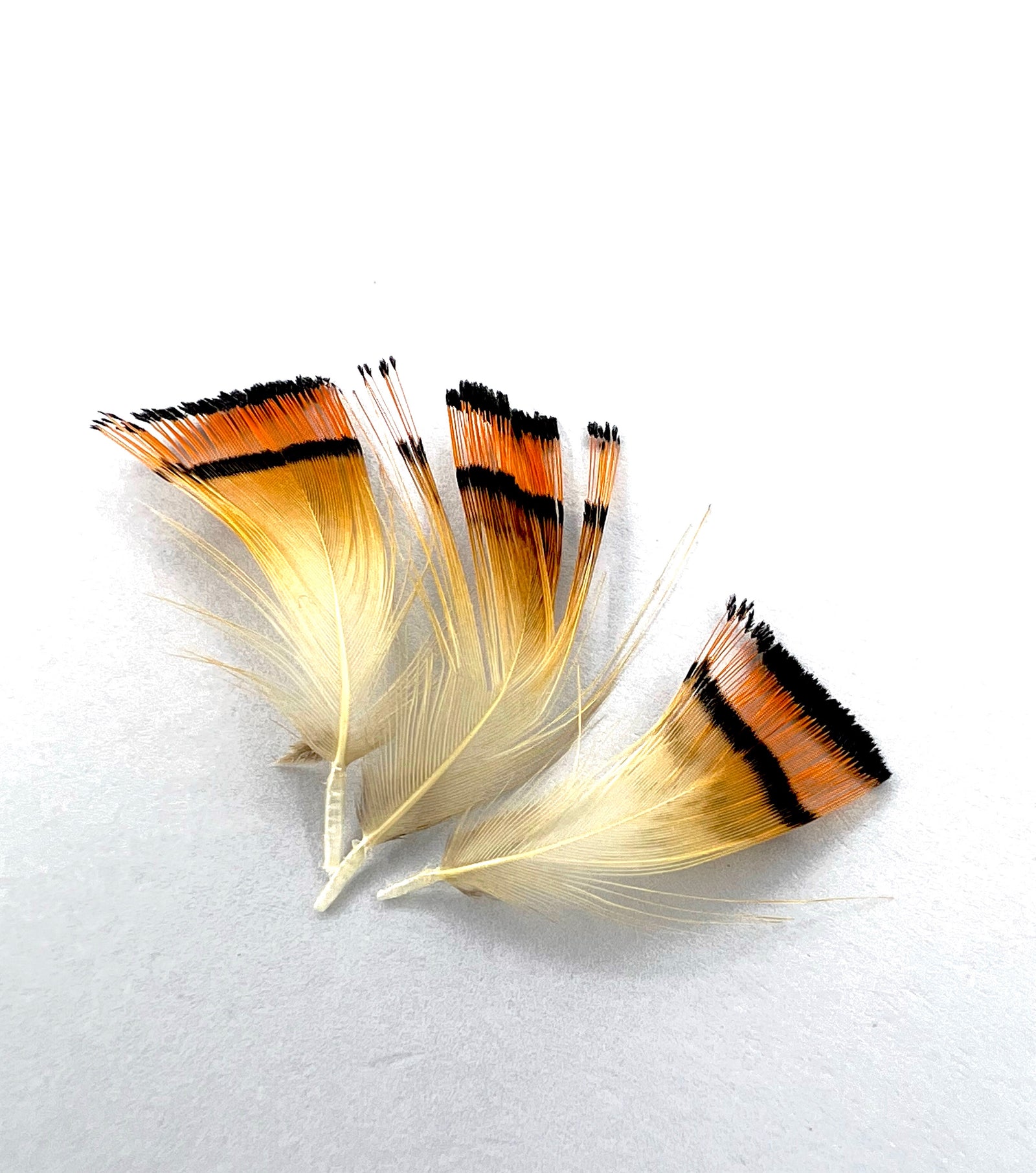 Ringneck Pheasant Hat Feathers – Big D Speedshop