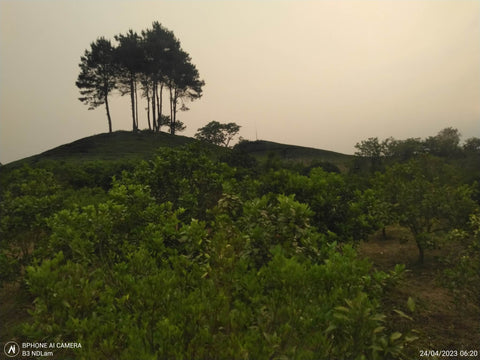 vietnamese dragon claw tea farm