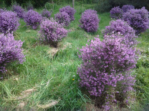 thyme native tea Australian grown