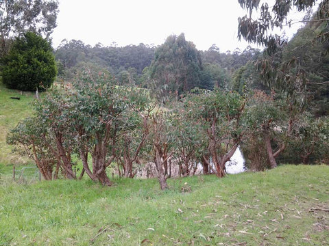 Strawberry Gum bush