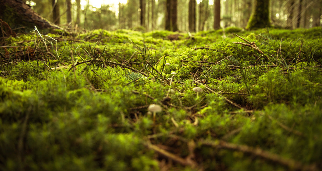 moss_in_forest