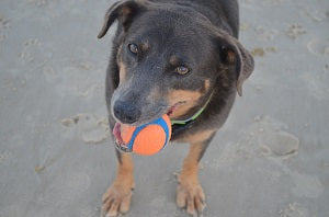 new brighton dog beach