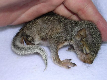 Basic steps to taking care of a baby squirrel  Chriss Squirrels and More