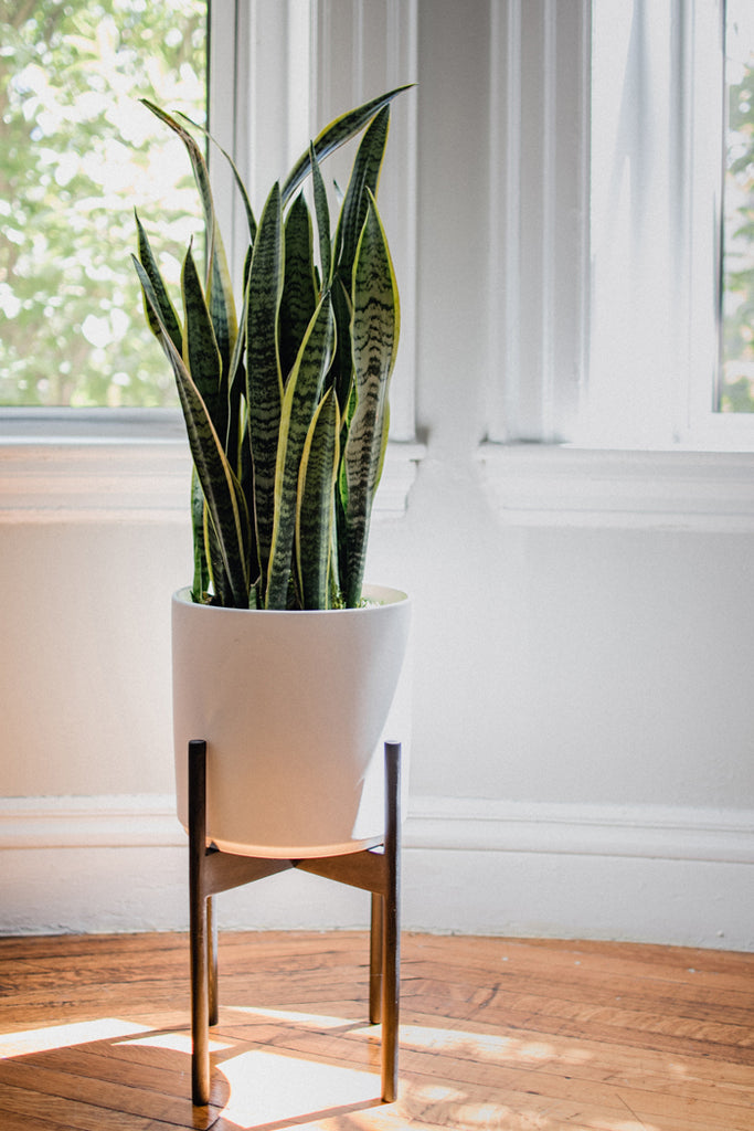 Plants Can Improve Home Air Quality