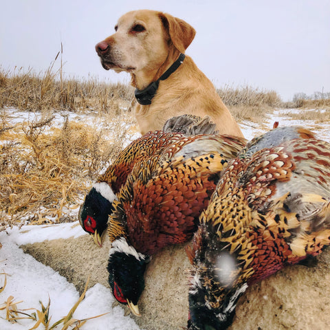 Winter weather forces pheasants to be more reliant on heavier cover. Later in the season, target areas such as cattail sloughs or tree belts with  thermal cover that protects pheasants from the elements.