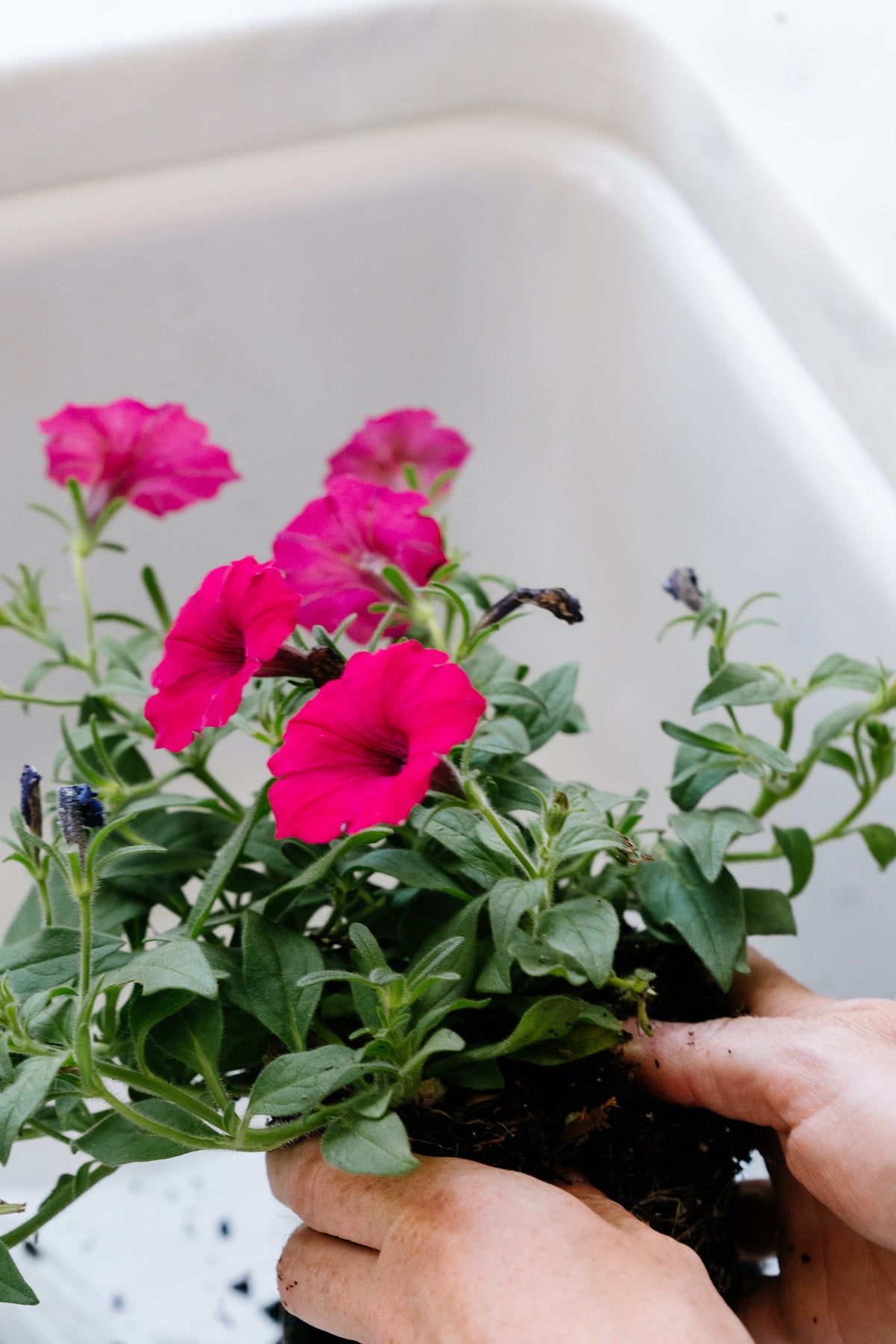 Tips for Planting Flower Pots