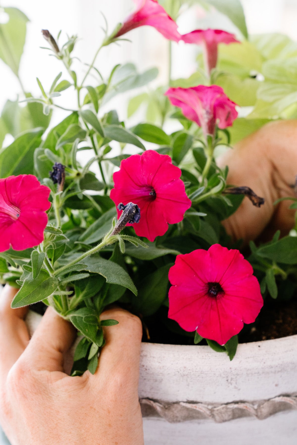 Planting Flower Pots Late in the Season