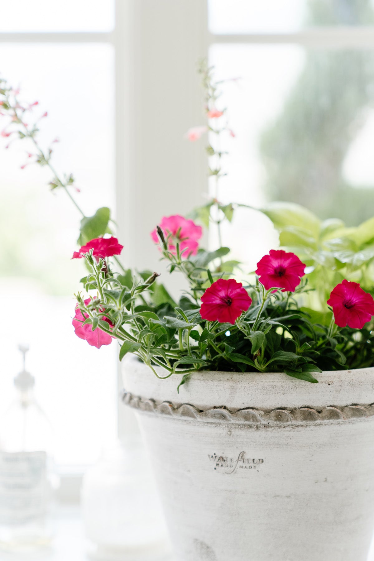 Flowers for Summer Planters Indoor and Outdoor