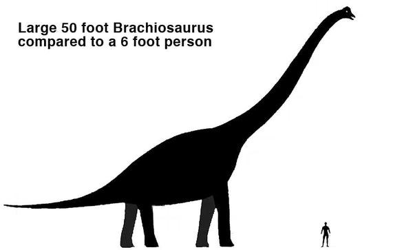 The Brachiosaurus was 40-50 feet tall and could weigh up to 80-110 tons - that is about as heavy as 14 elephants!