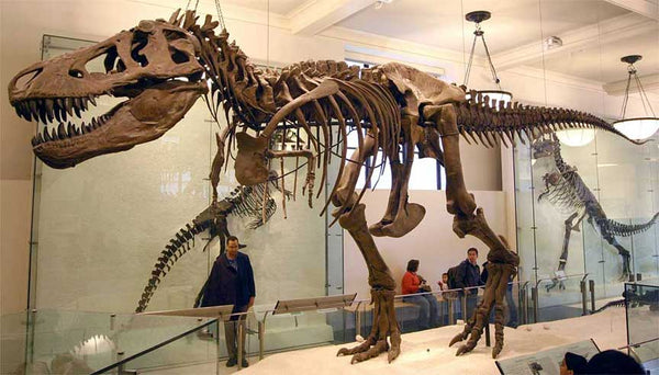 Tyrannosaurus rex skeleton (the specimen AMNH 5027) at American Museum of Natural History in New York City.