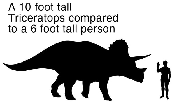 The two horns above the eye sockets on the Triceratops were up to 3 feet long. The horns were sharp and covered with a thick coat of the same stuff your fingernails are made of, called keratin, which made them strong. These horns would have come in handy in a fight with a Tyrannosaurus rex!