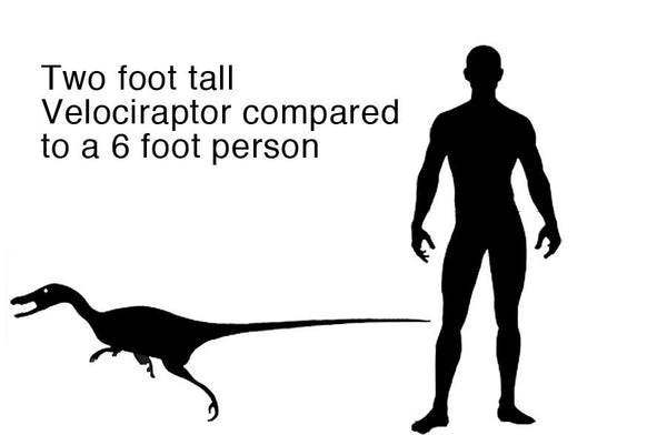 Velociraptor was not a large animal; it was about 6 feet long and weighed maybe 100 pounds; about the size of a large dog or wolf.