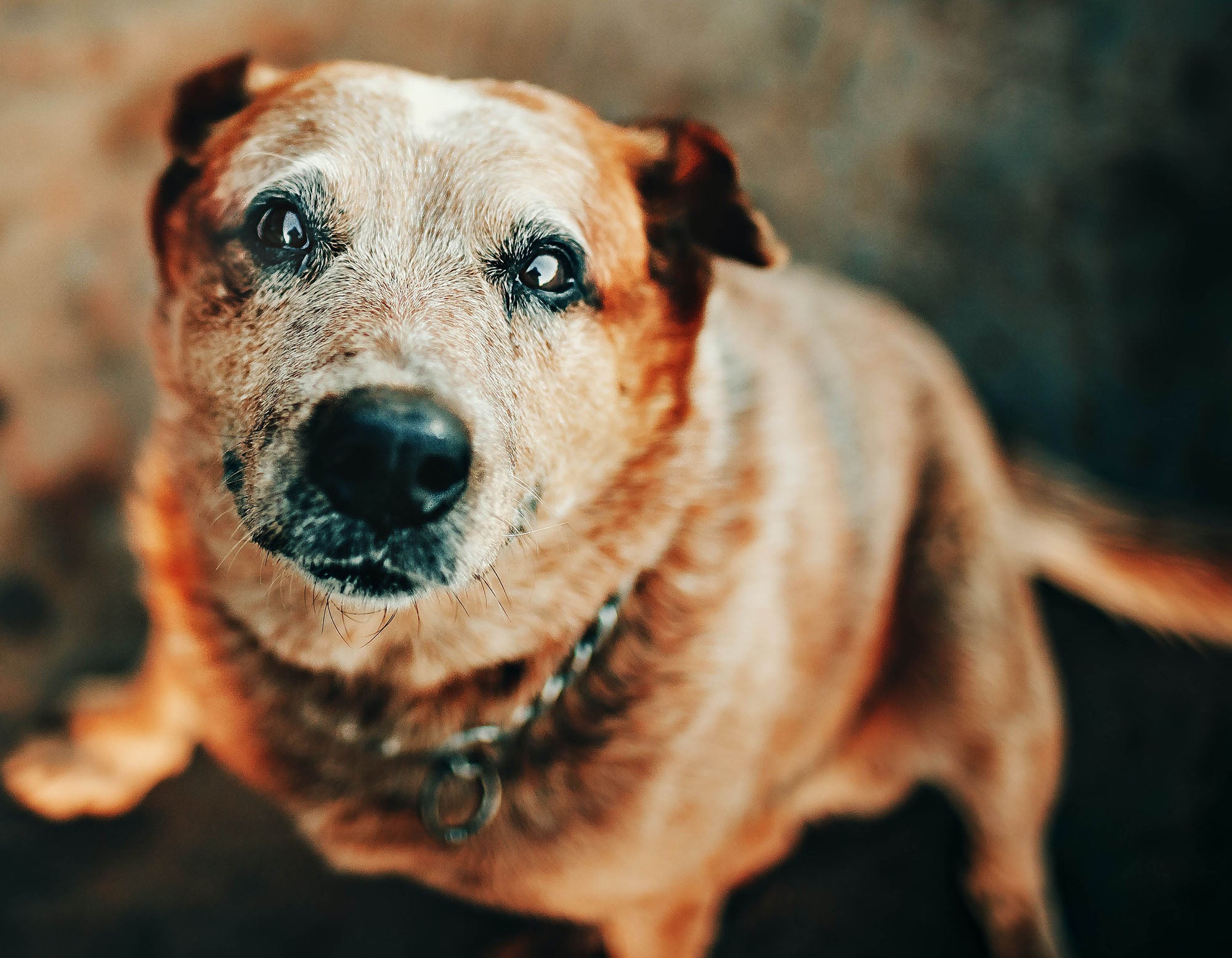 dog with loving eyes