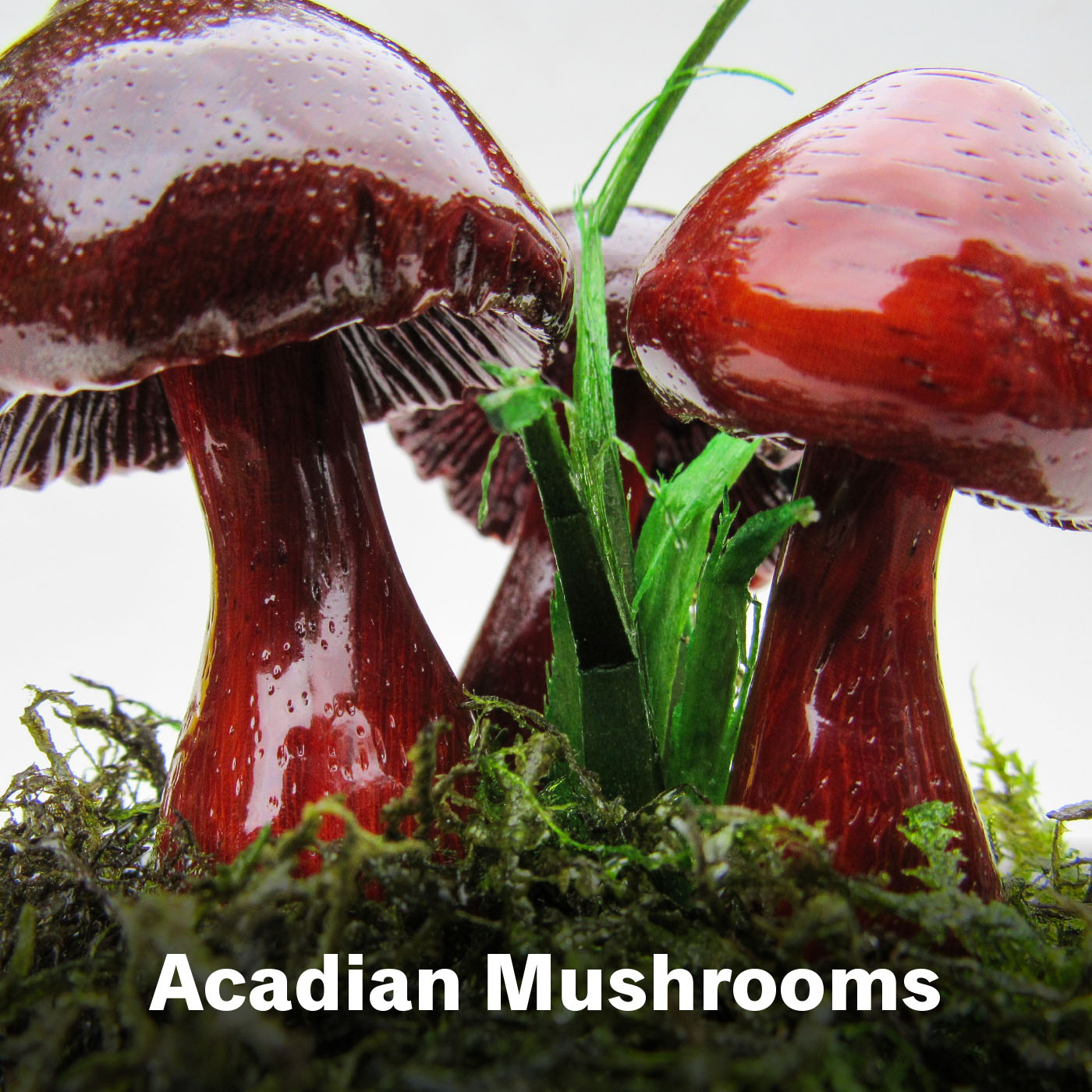 Acadian Mushrooms