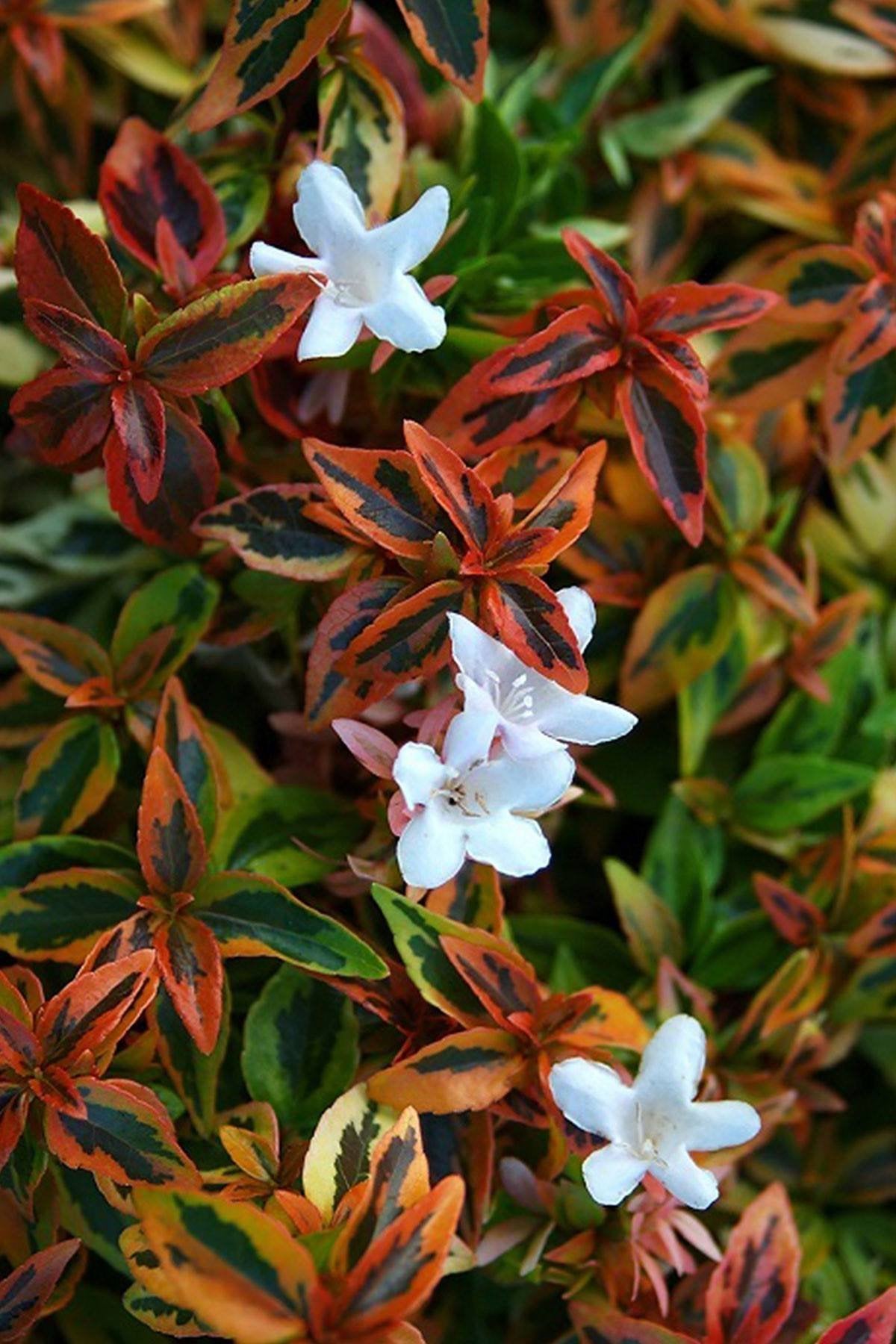 kaleidoscope abelia