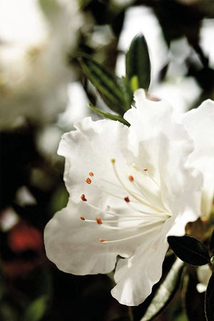 Encore® Autumn Angel™/Rhododendron 'Robleg' PP15227, Reblooming Azalea (white blooms,green foliage) for $ 41.95 at Root 98 Warehouse